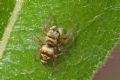 Heliophanus tribulosus